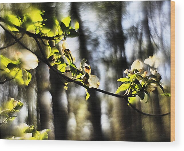 Impression Wood Print featuring the photograph Dogwood Blossoms by a Forest - A Springtime Impression by Steve Ember