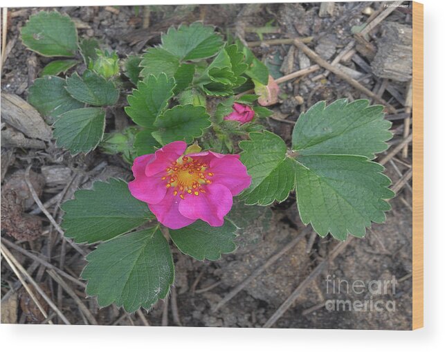 Spring Wood Print featuring the photograph Strawberry Flower by PROMedias US