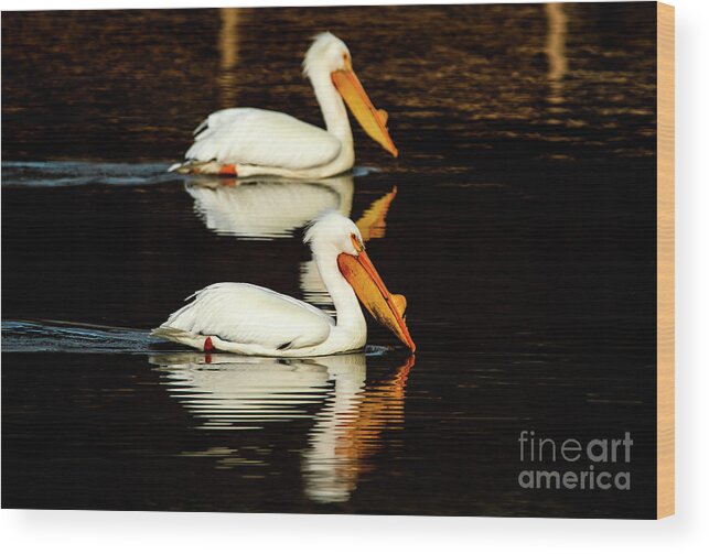 Great White Pelicans Wood Print featuring the photograph Striking a Pose with Pelicans by Sandra J's