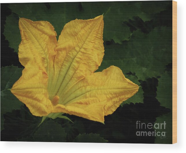 Yellow Wood Print featuring the photograph Summer Pumpkin Squash Bloom by D Lee