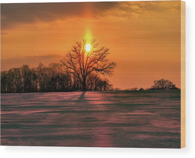 Oak Wood Print featuring the photograph Suncatcher - sunset with sun pillar behind a solitary oak tree in winter WI field by Peter Herman