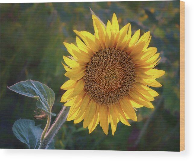 Sunflower Wood Print featuring the photograph Sunflower - Facing East by Nikolyn McDonald