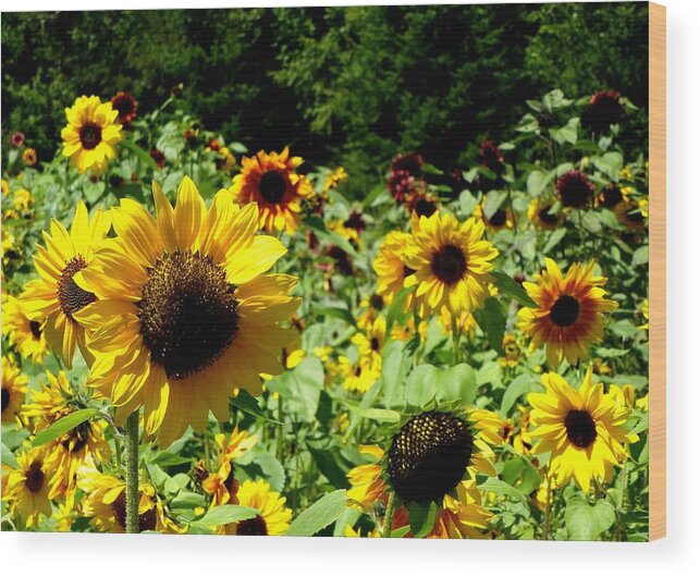 Sunflowers Wood Print featuring the photograph Sunflower field by Lynn Hunt