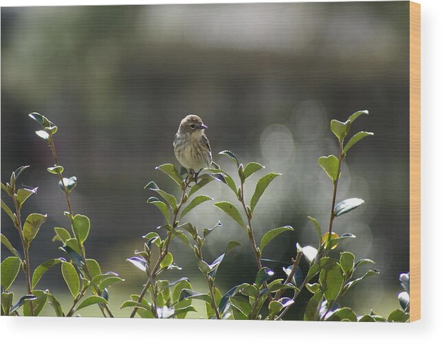 Wood Print featuring the photograph Sunning Warbler by Heather E Harman