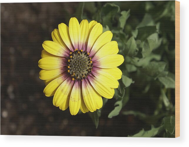 Flower Wood Print featuring the photograph Sunshine by Heather E Harman