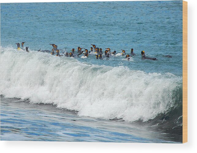 Motion Wood Print featuring the photograph Surfing King Penguins during Antarctic Summer 2010 by Sascha Grabow