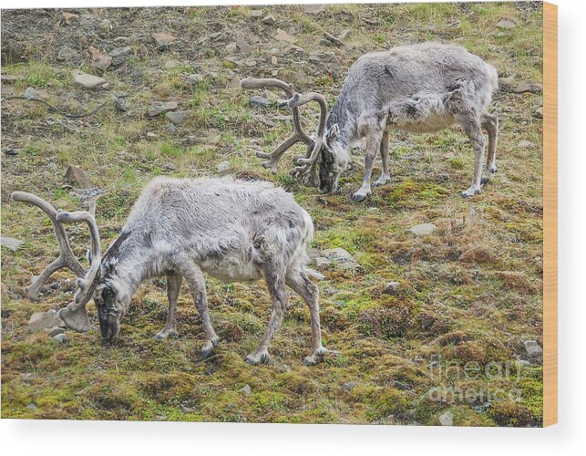 Reindeer Wood Print featuring the photograph Svalbard Reindeer Pair on a Hillside by Nancy Gleason