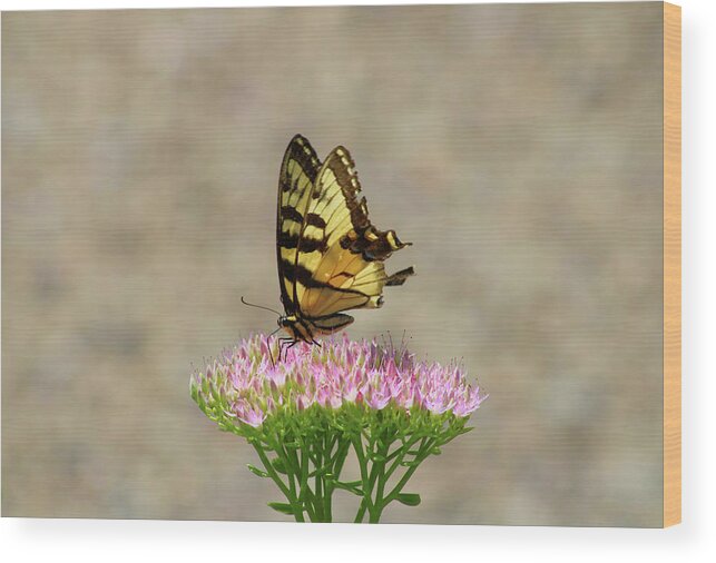 Swallowtail Wood Print featuring the photograph Swallowtail Butterfly Endures by Christopher Reed