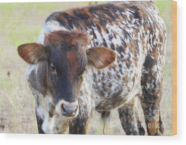 Longhorn Cow And Calf Print Wood Print featuring the photograph Texas longhorn by Cathy Valle