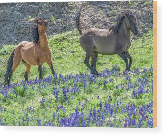 Wild Horses Wood Print featuring the photograph The Chase Is On by Marcy Wielfaert