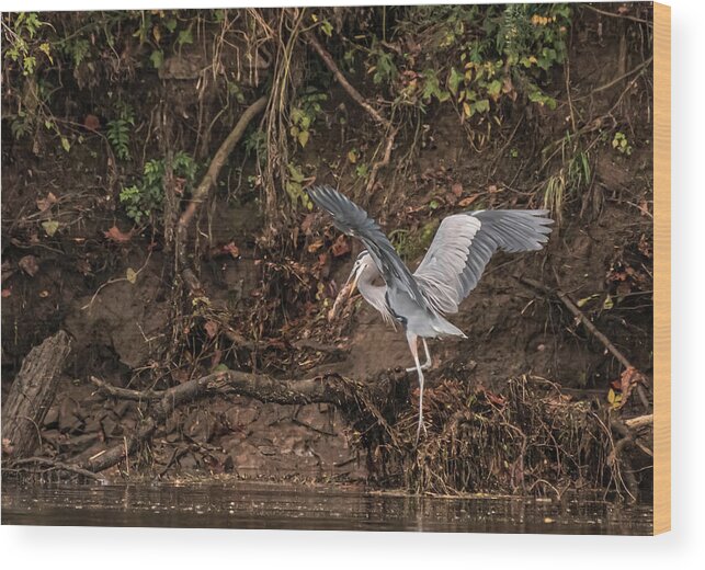 Heron Wood Print featuring the photograph The Fisherman by DArcy Evans