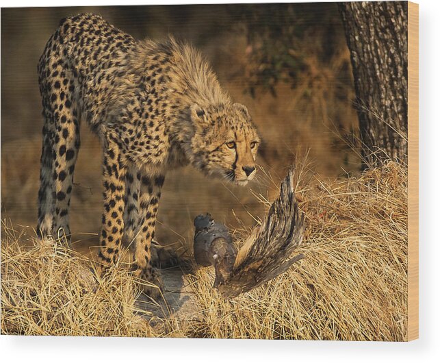 Cheetah Wood Print featuring the photograph The Lookout by Linda Villers