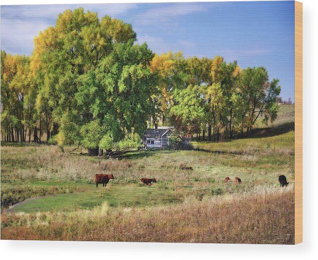 Abandoned Wood Print featuring the photograph The Old Buchta Place - abandoned homestead on ND prairie with Simmental cattle grazing by Peter Herman