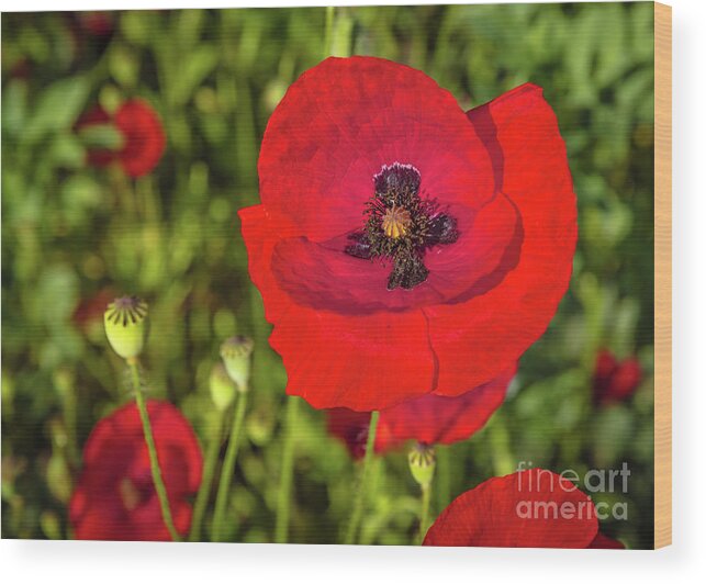 Poppy Wood Print featuring the photograph The poppy series #7 by Lyl Dil Creations