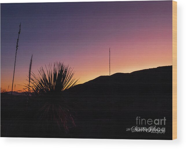 Cactus Wood Print featuring the photograph The Silhouette of a Cactus at Sunset by Sandra J's