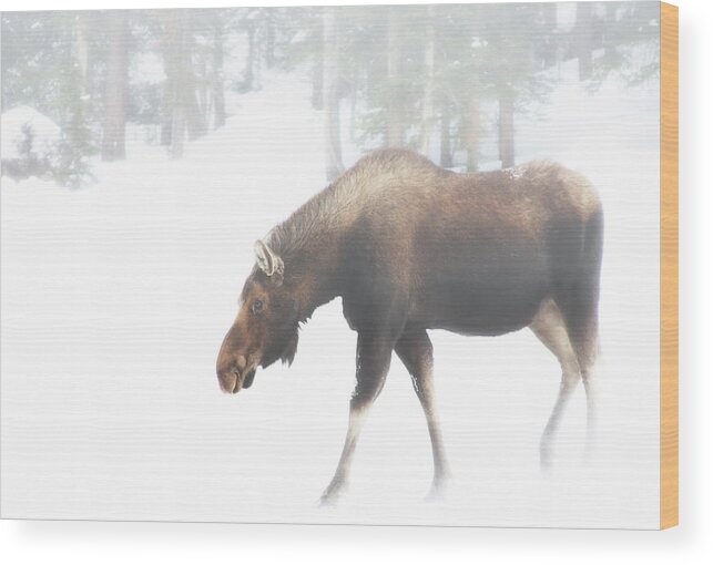 Moose Wood Print featuring the photograph The Winter Moose by Brian Gustafson