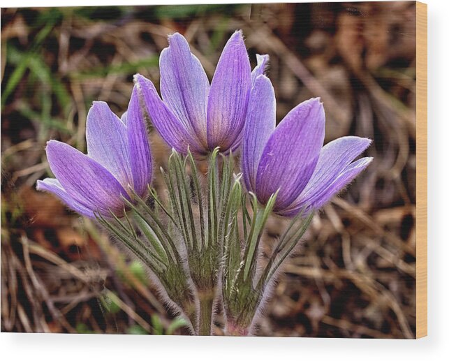 Pasque Flowers Wood Print featuring the photograph Three Pasques by Bob Falcone