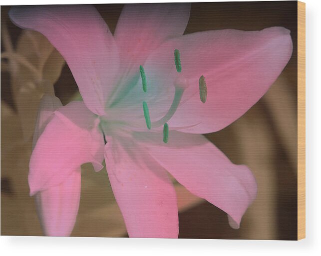 Flower Wood Print featuring the photograph Tiger Lilly in Infrared by Alan Goldberg