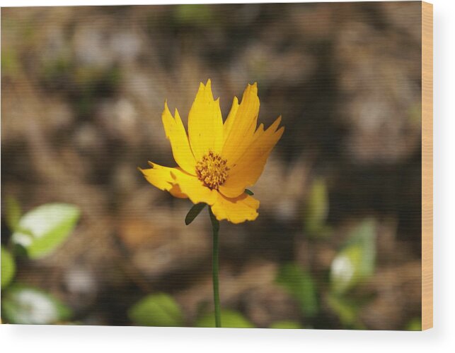  Wood Print featuring the photograph Tiny Bloom by Heather E Harman