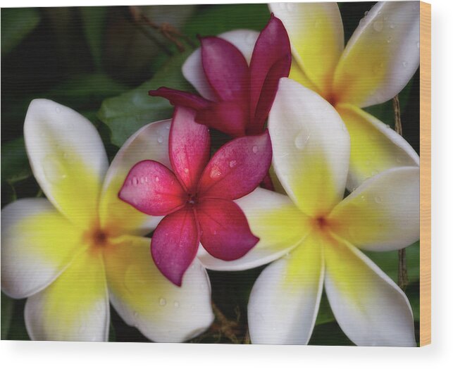 Plumerias Wood Print featuring the photograph Tiny Red Plumerias by Jade Moon