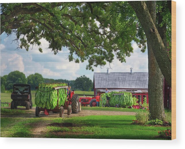 Tobacco Wood Print featuring the photograph Tobacco Americana - Veum Tobacco Harvest Series 4 of 4 by Peter Herman