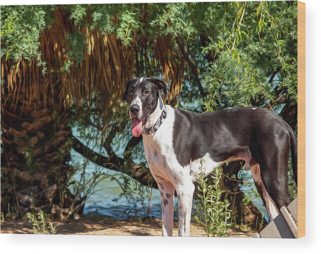 Dog Wood Print featuring the photograph Tucker - Paintography by Anthony Jones