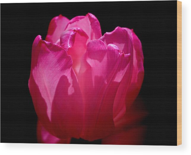 Whispers Of The Heart! Wood Print featuring the photograph Tulip beauty by Bess Carter