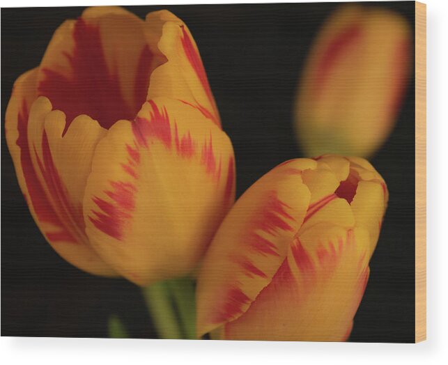 Tulips Wood Print featuring the photograph Tulip Trio by Vicky Edgerly