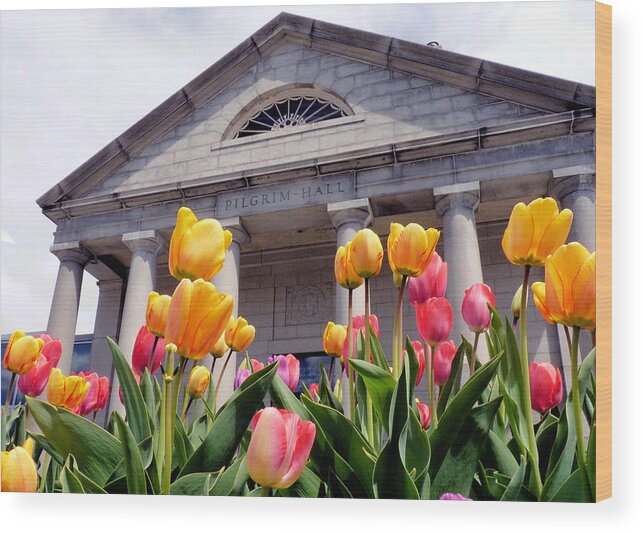 Spring Wood Print featuring the photograph Tulips at Pilgrim Hall Museum by Janice Drew