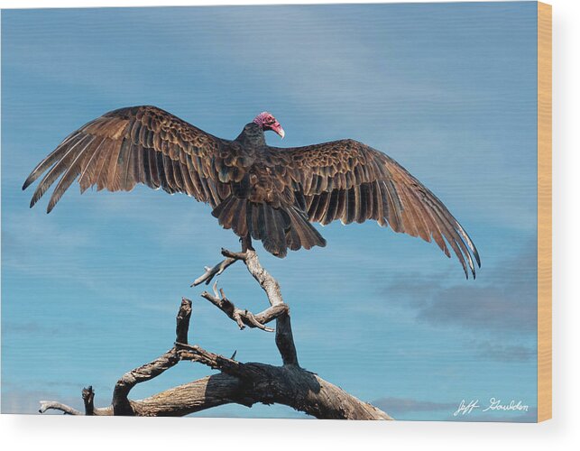 Adult Wood Print featuring the photograph Turkey Vulture Perched in a Dead Tree by Jeff Goulden