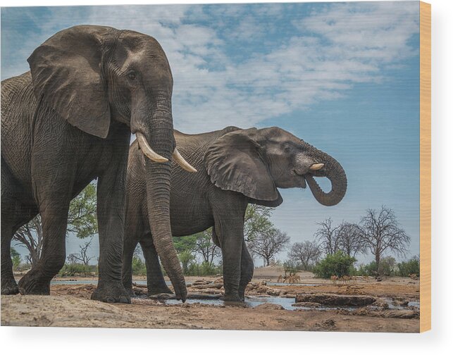 Elephants Wood Print featuring the photograph Two Bull Elephants by Bill Cubitt