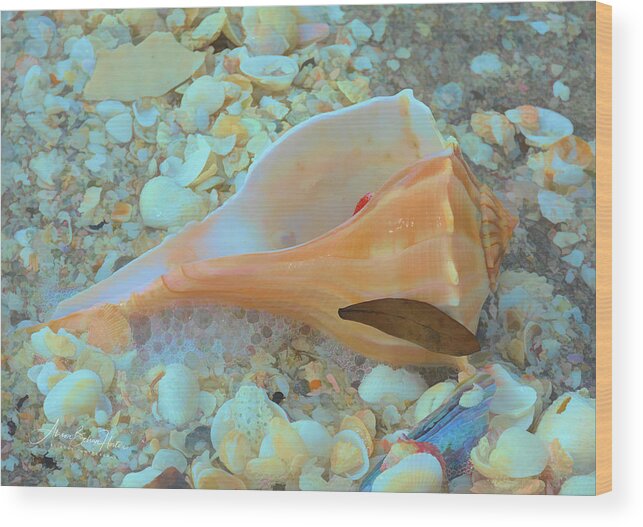 Conch Shell Wood Print featuring the photograph Underwater by Alison Belsan Horton