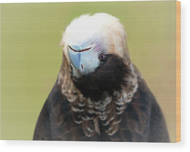 Crested Caracarra Wood Print featuring the photograph Unique Perspectives by Art Cole