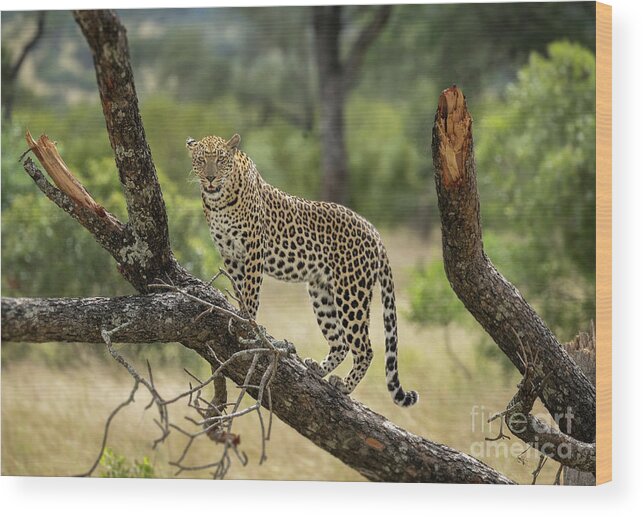 Wildlife Wood Print featuring the photograph Upwardly Mobile - South Africa by Sandra Bronstein