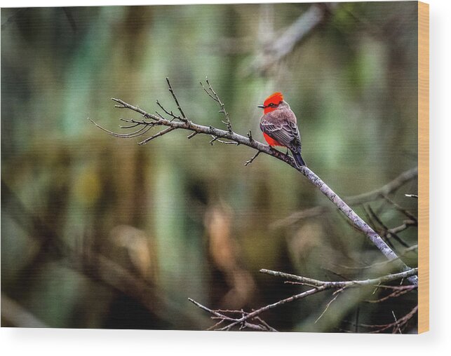 Bird Wood Print featuring the photograph Vermillion Flycatcher at Brazos Bend by David Morefield