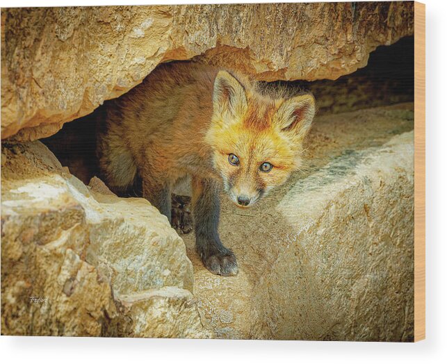 Fox Wood Print featuring the photograph Wary Fox Kit by Fred J Lord