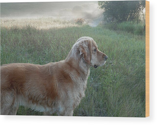 Dog Wood Print featuring the photograph Watchful golden retriever on a foggy morning by Phil And Karen Rispin