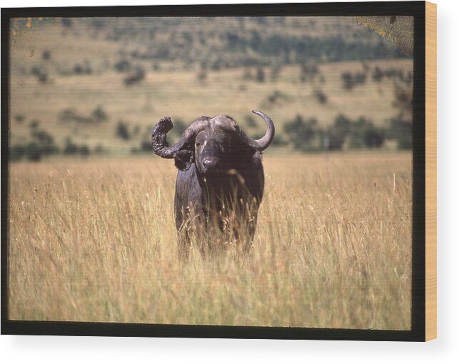 Africa Wood Print featuring the photograph Water Buffalo in Field by Russel Considine