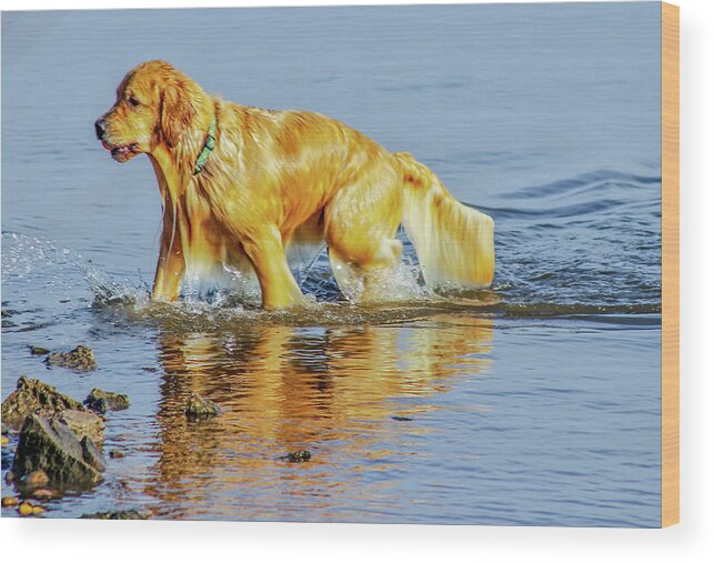 Dog Wood Print featuring the photograph Water Dog by Addison Likins