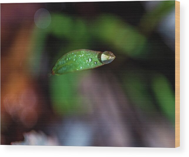 Leaf Wood Print featuring the photograph Water Drop on a Leaf Tip by Amelia Pearn