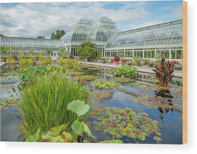 Lily Wood Print featuring the photograph Water Lily and Lotus Pond by Cate Franklyn