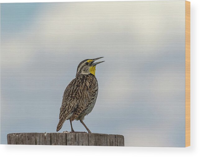 Western Meadowlark Wood Print featuring the photograph Western Meadowlark 2014 by Thomas Young