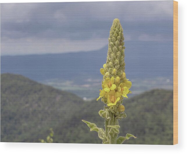 Flower Wood Print featuring the photograph Wet and Woolly - Shenandoah National Park by Susan Rissi Tregoning