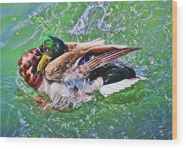 Duck Wood Print featuring the photograph What's wrong? by Tatiana Travelways