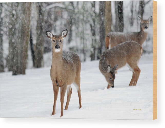 Winter Wood Print featuring the photograph Winter Whitetails by Christina Rollo