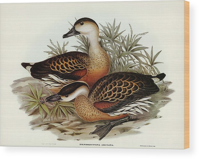 Whistling Duck Wood Print featuring the drawing Whistling Duck, Dendrocygna arcuata by John Gould