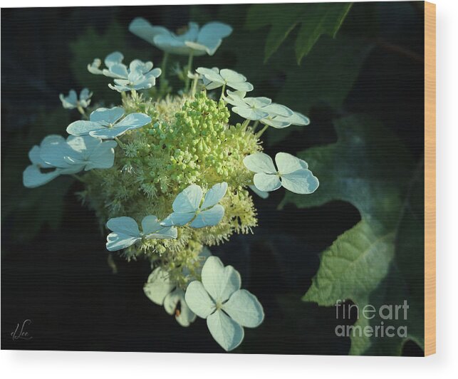 Hydrangea Wood Print featuring the photograph White Hydrangea Beginning to Bloom by D Lee