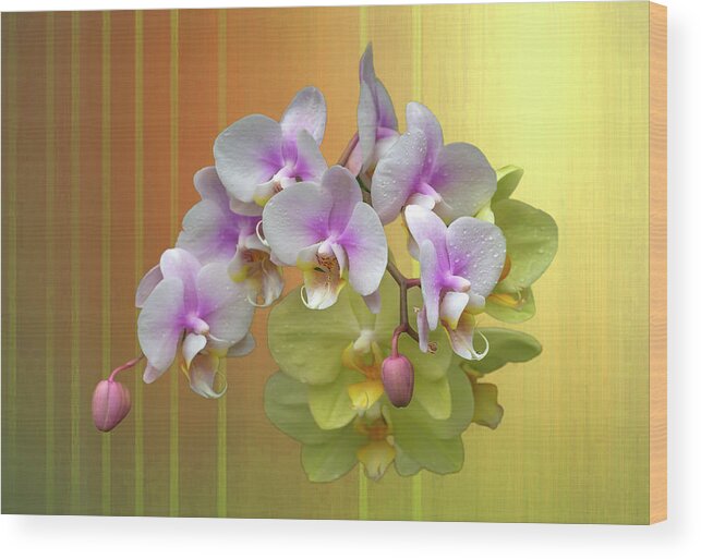 White Moth Orchids Wood Print featuring the photograph White Moth Orchids by Cate Franklyn