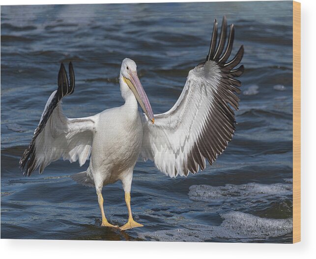American White Pelican Wood Print featuring the photograph White Pelican Coming In For A Landing 2020-3 by Thomas Young