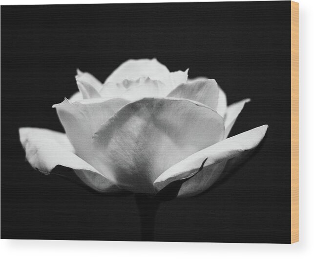 Plants Wood Print featuring the photograph White Rose by Amelia Pearn